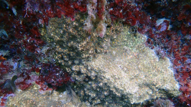 Corales que han sufrido el blanqueamiento en los fondos de la isla de Tabarca, en Aicante