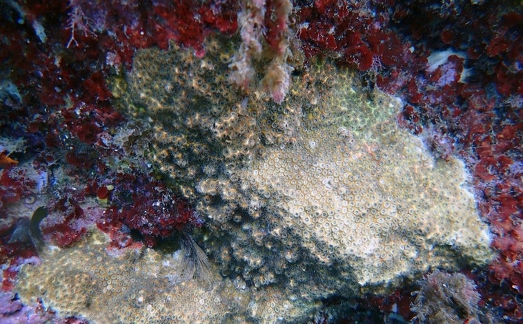 Las olas de calor marinas blanquean los corales del Mediterráneo y causan mortalidad masiva de especies