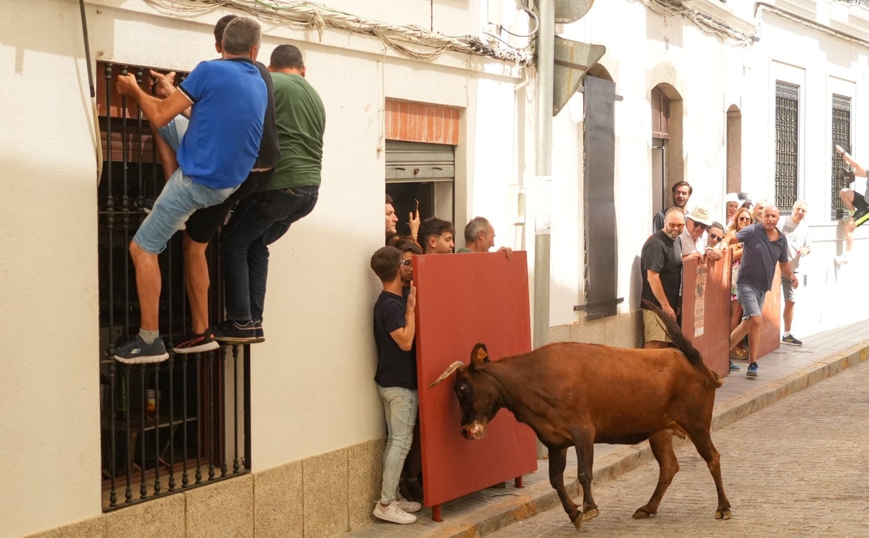 Una vaquilla embiste a un grupo de personas en un burladero con otras subidas a una reja en El Viso