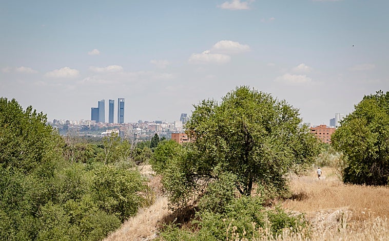 Imagen principal - El entorno del arroyo de Meaques (imagen principal), es un paisaje donde han proliferado un centenar de especies de aves y mamíferos, algunas tan especiales como el buitre negro o la jineta