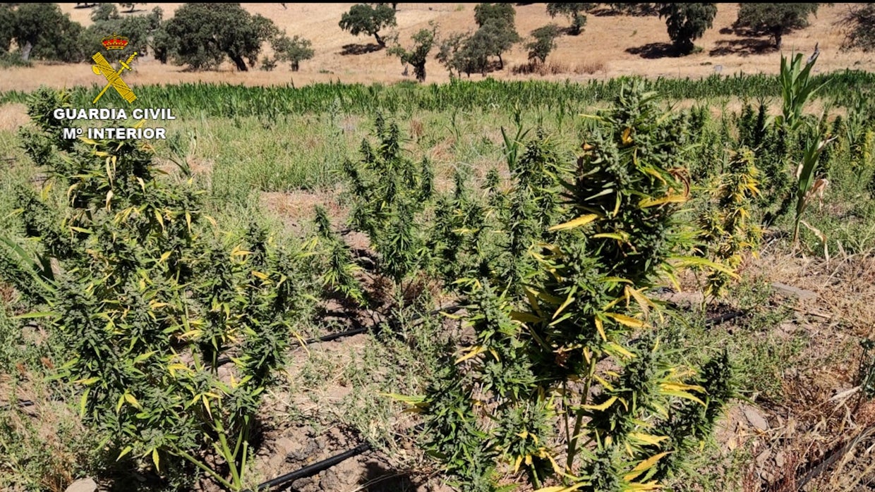 (En vídeo) Desmantelada en El Viso (Córdoba) una plantación de marihuana camuflada en un campo de maíz