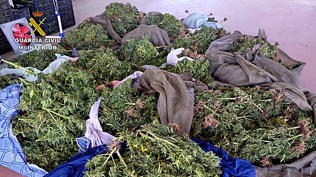 Plantas de marihuana decomisadas