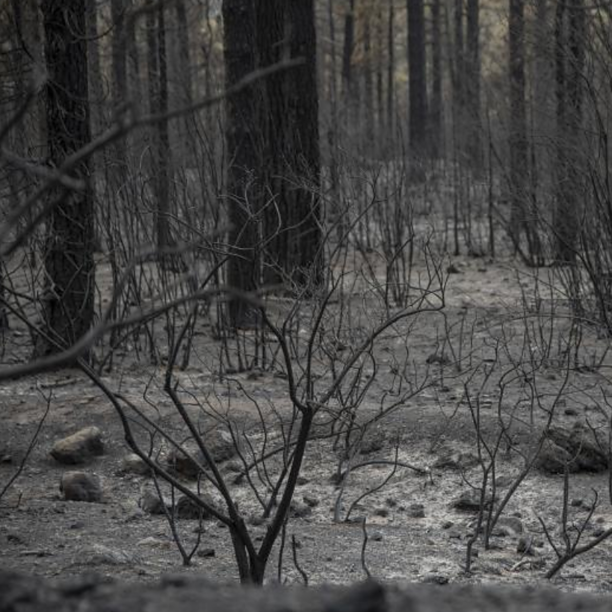 El incendio forestal de Los Realejos, controlado y con la meteorología de su parte