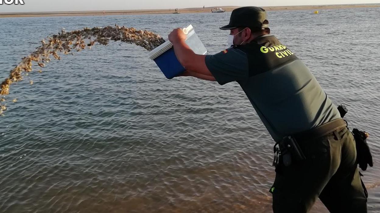 La Guardia Civil interviene en Huelva 125 kilos de coquinas capturadas sin licencia