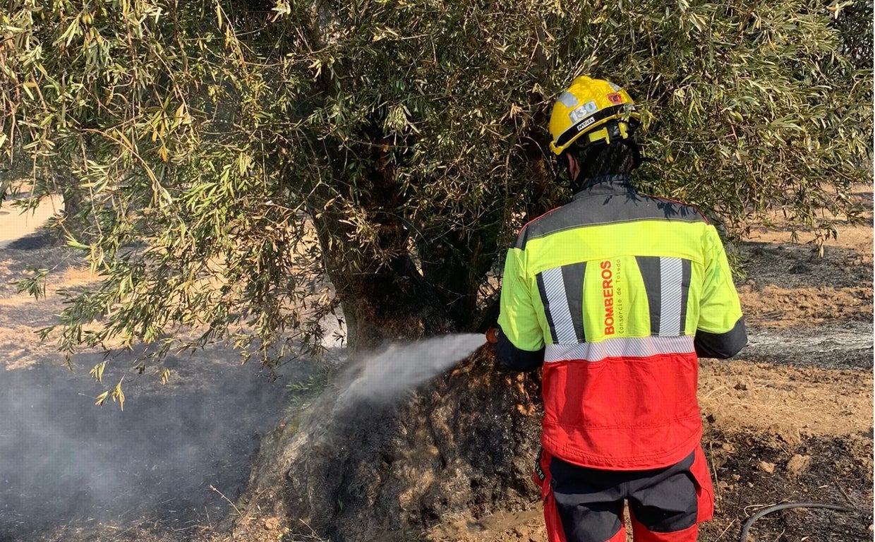 Uno de los olivos quemados por los incendios