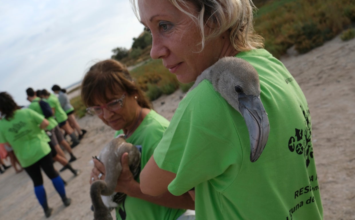 Una cría de flamenco posa su cabeza en el hombro de una de las voluntarias