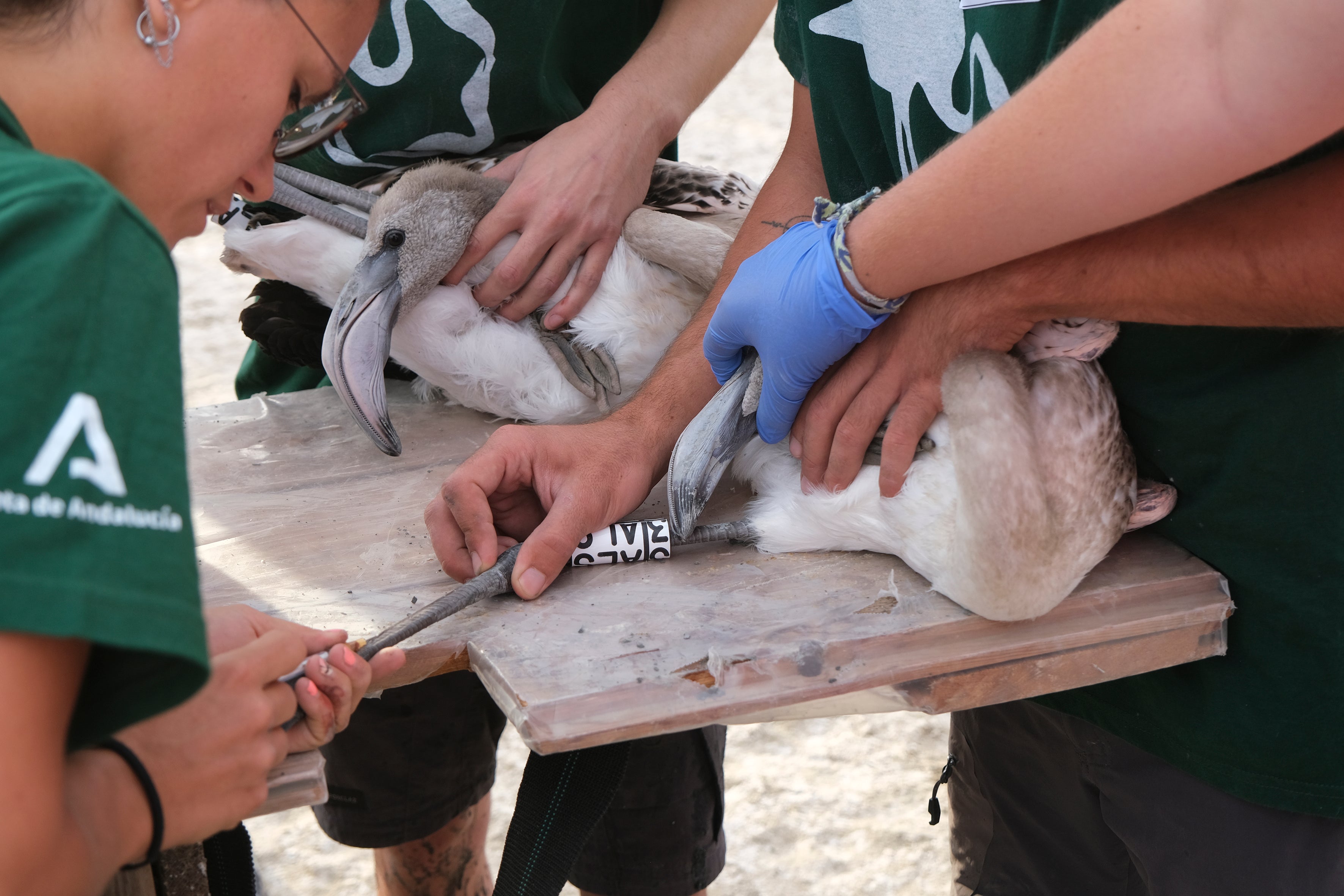 En imágenes, el anillamiento de flamencos en la Laguna de Fuente de Piedra de Málaga