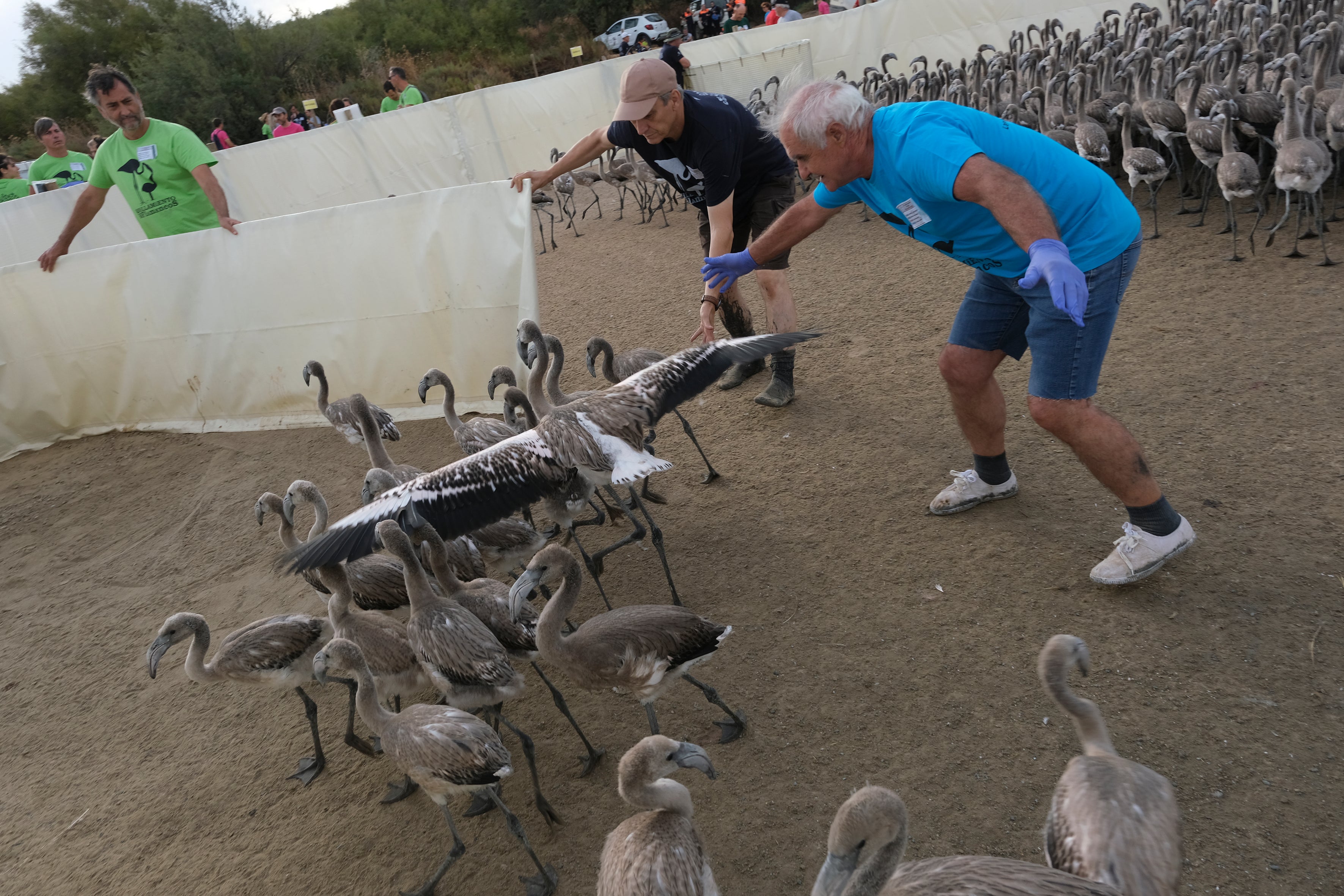 En imágenes, el anillamiento de flamencos en la Laguna de Fuente de Piedra de Málaga