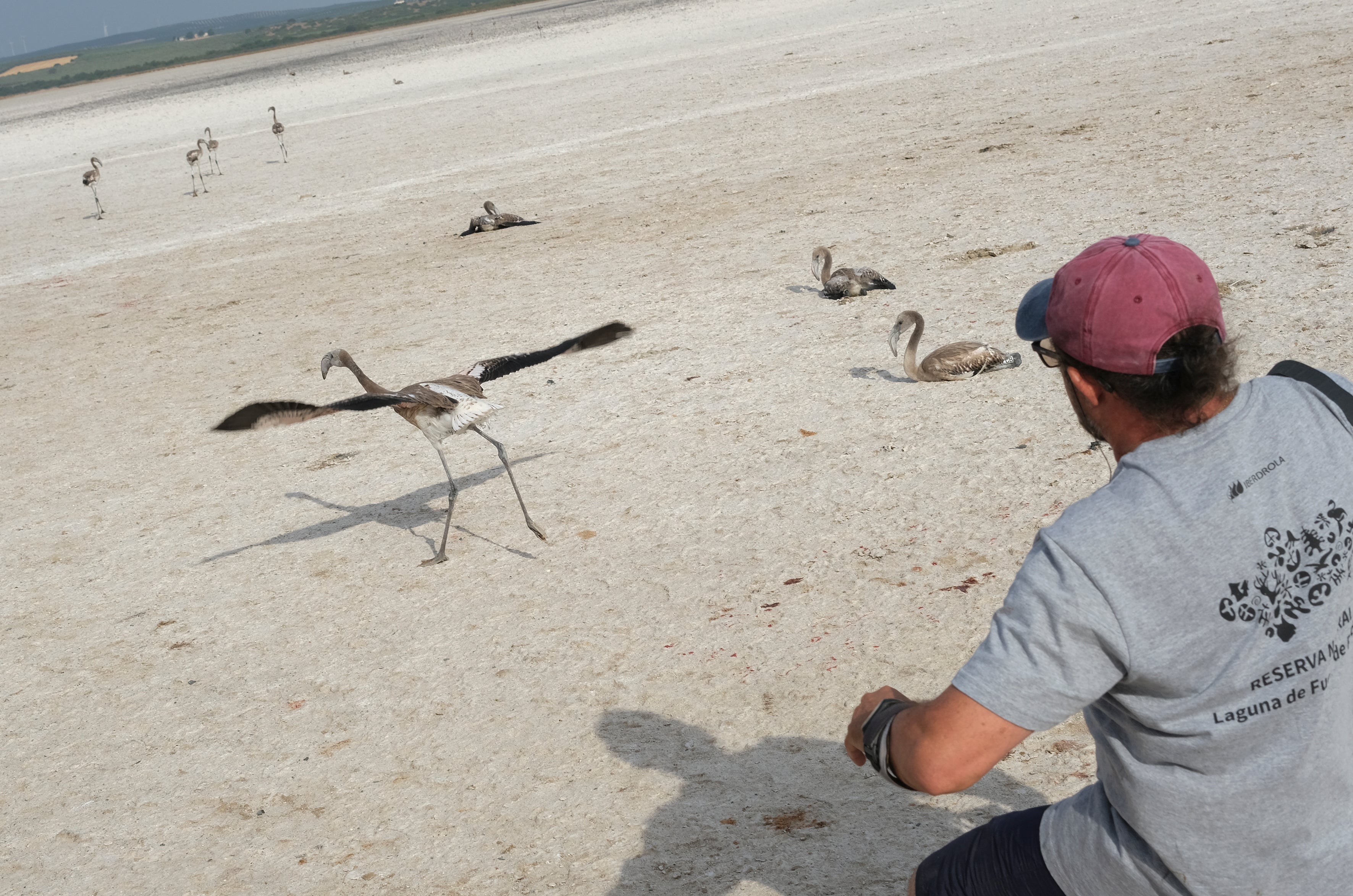 En imágenes, el anillamiento de flamencos en la Laguna de Fuente de Piedra de Málaga