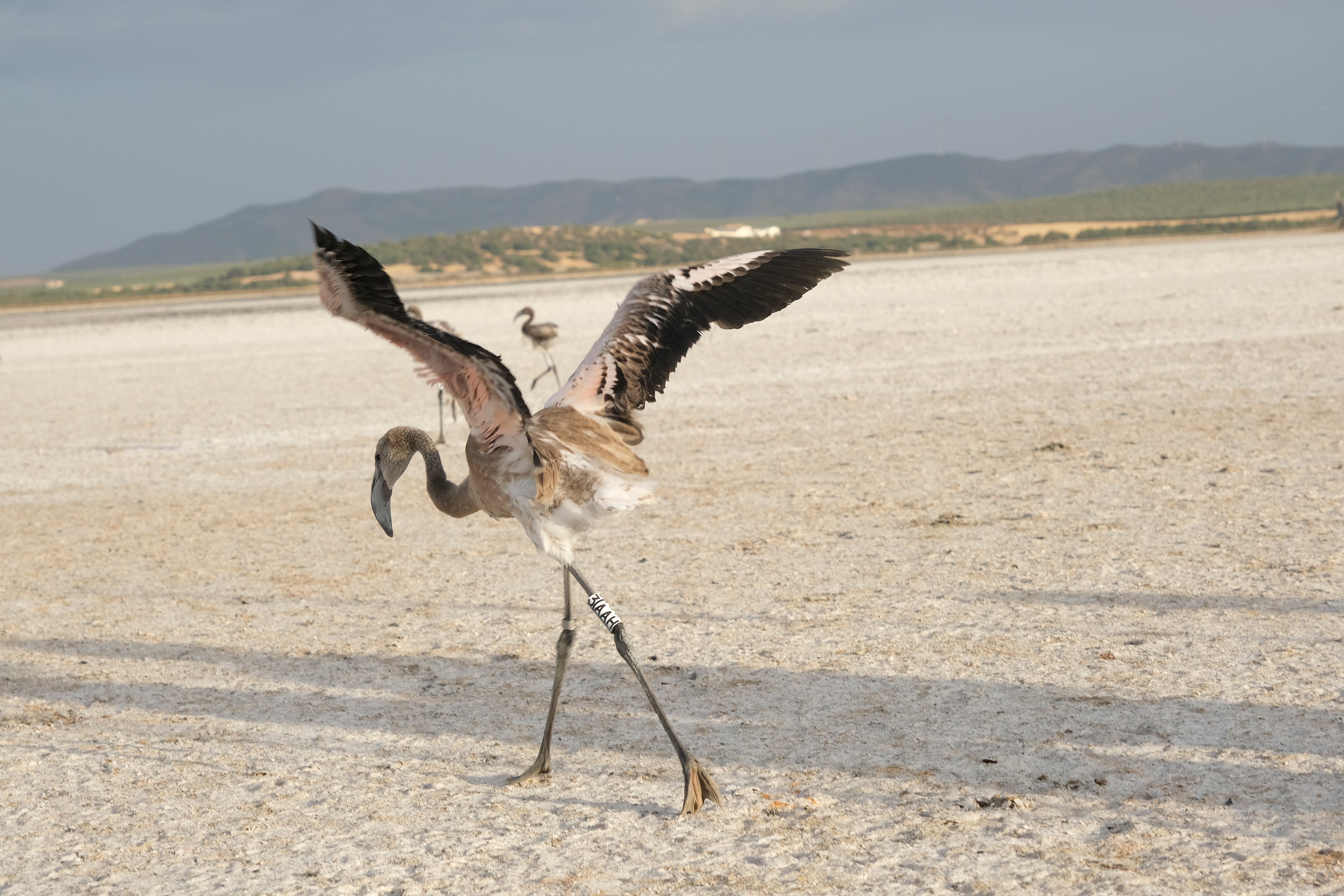 En imágenes, el anillamiento de flamencos en la Laguna de Fuente de Piedra de Málaga