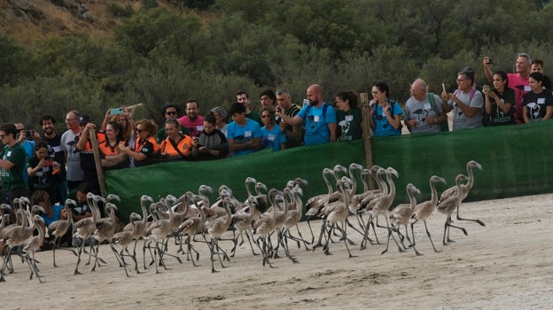 Los flamencos se sacan el pasaporte en Fuente de Piedra para alzar el vuelo en septiembre