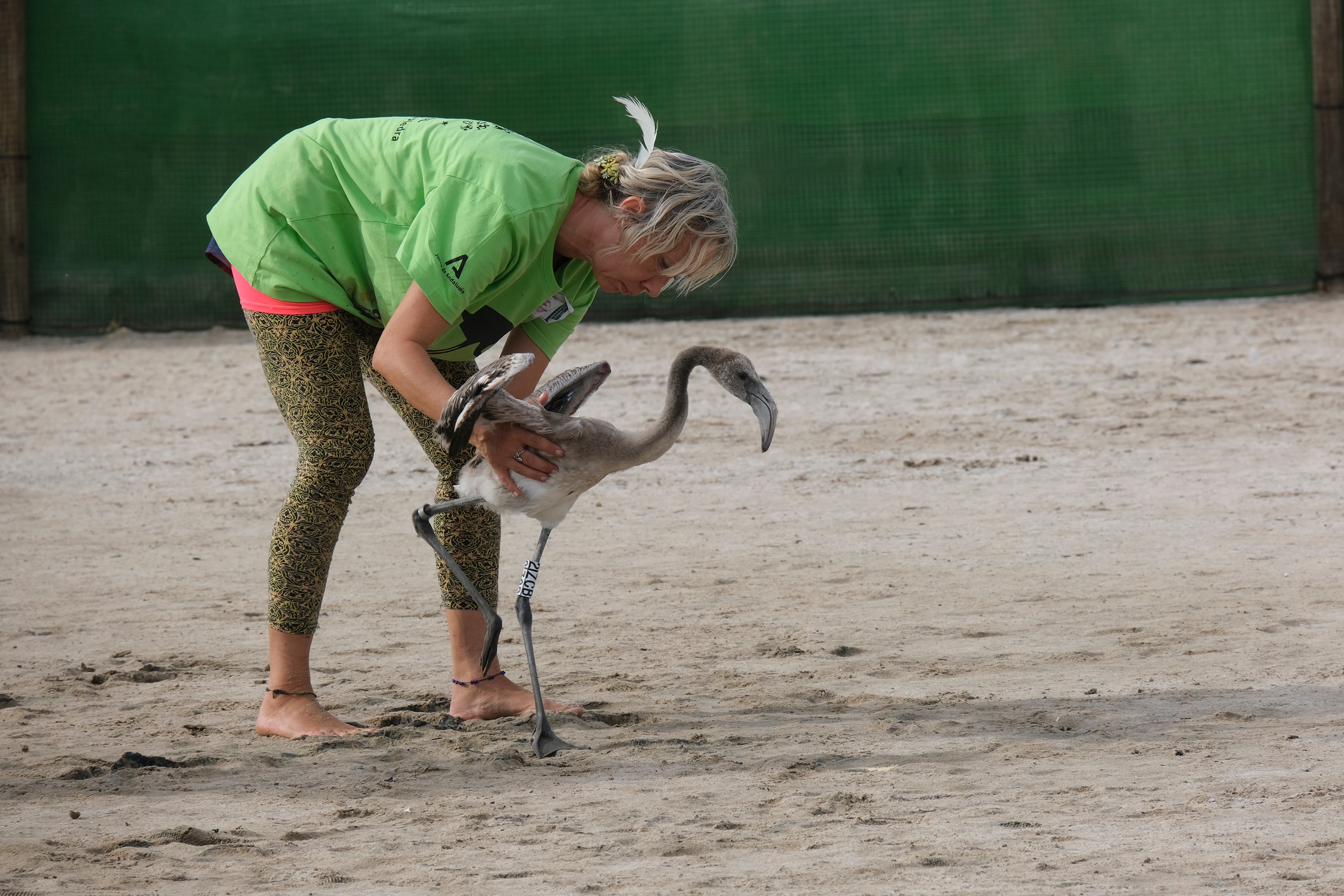 En imágenes, el anillamiento de flamencos en la Laguna de Fuente de Piedra de Málaga