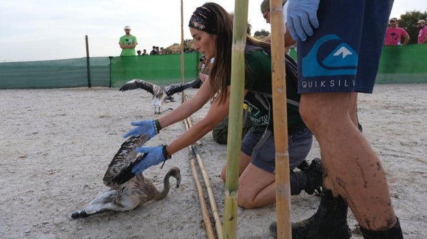 Los voluntarios devuelven a las aves a la laguna con mimo para evitar que sufran daños