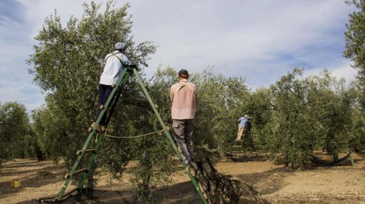 La vecería, la sequía y el calor presagian una caída del 50% en la cosecha de aceitunas