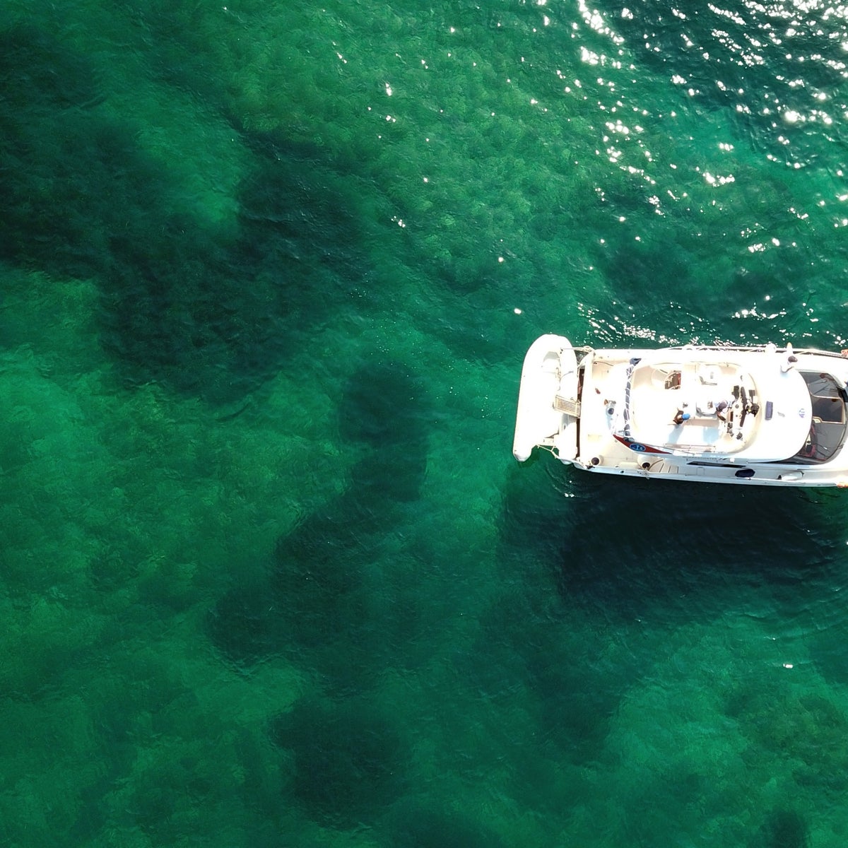 Crean una app para ayudar a los usuarios náuticos a proteger la posidonia en la Marina Alta