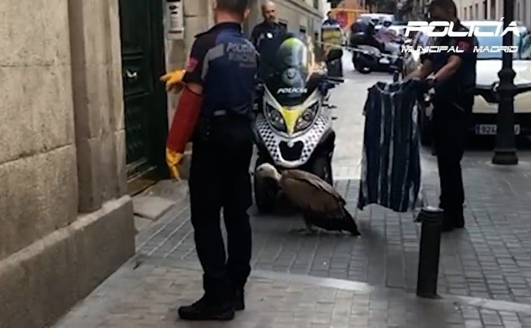 Rescatado un buitre desorientado y agotado en pleno centro de Madrid