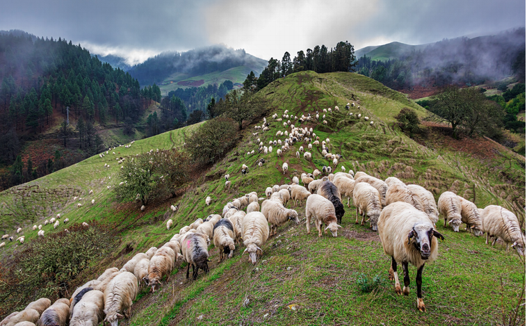 Trashumantes, los guardianes del paisaje canario