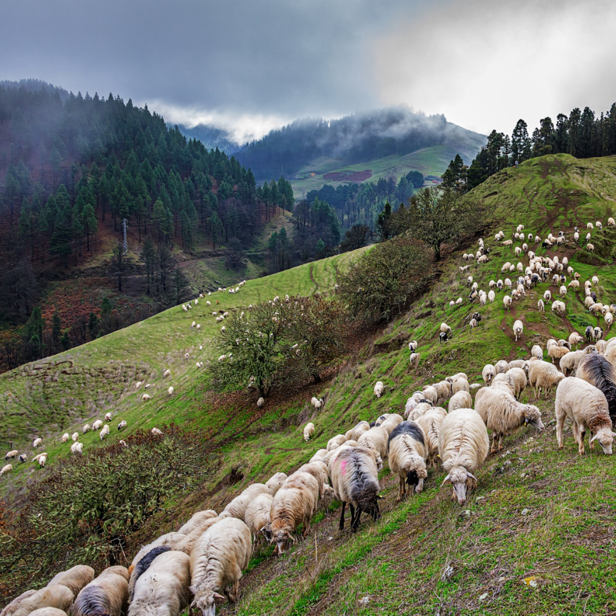 Trashumantes, los guardianes del paisaje canario