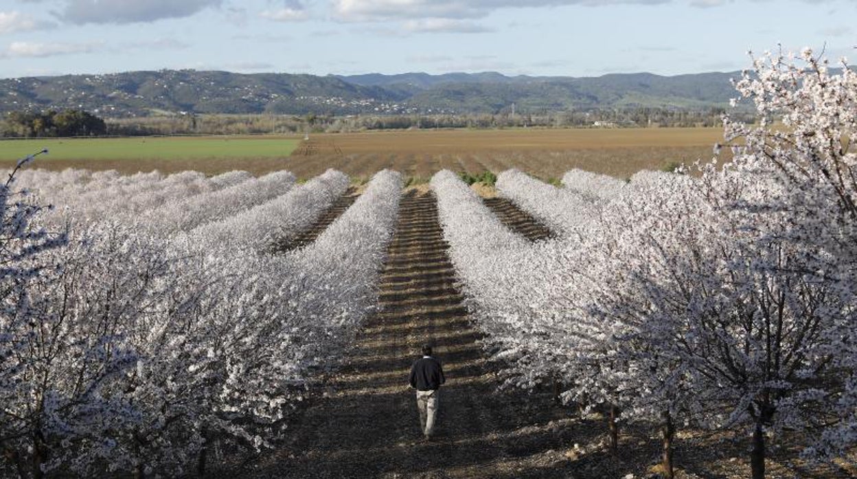 La almendra inicia su campaña en Córdoba y sigue su fuerte subida de superficie