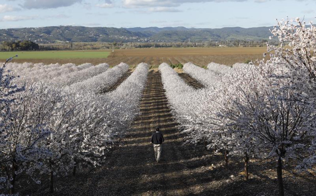 Almendros en flor en una plantación de Córdoba