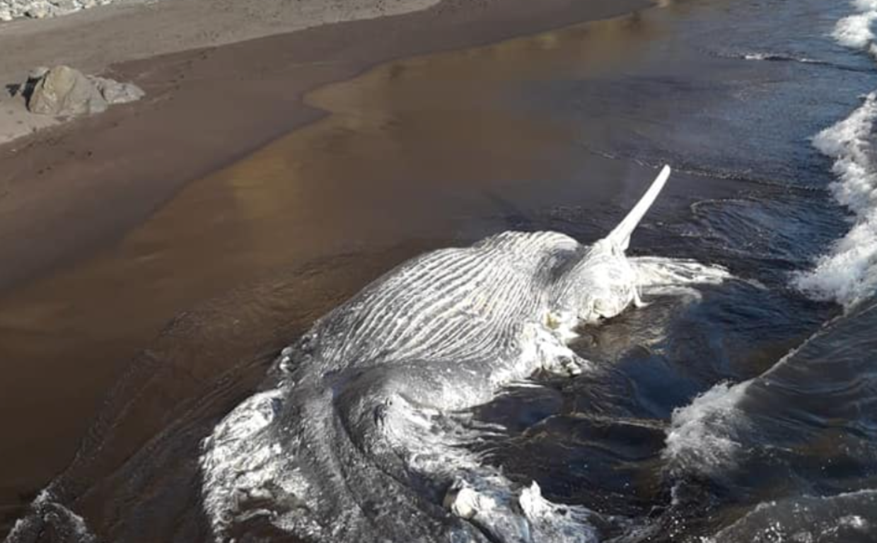 Cetáceo varado en la playa