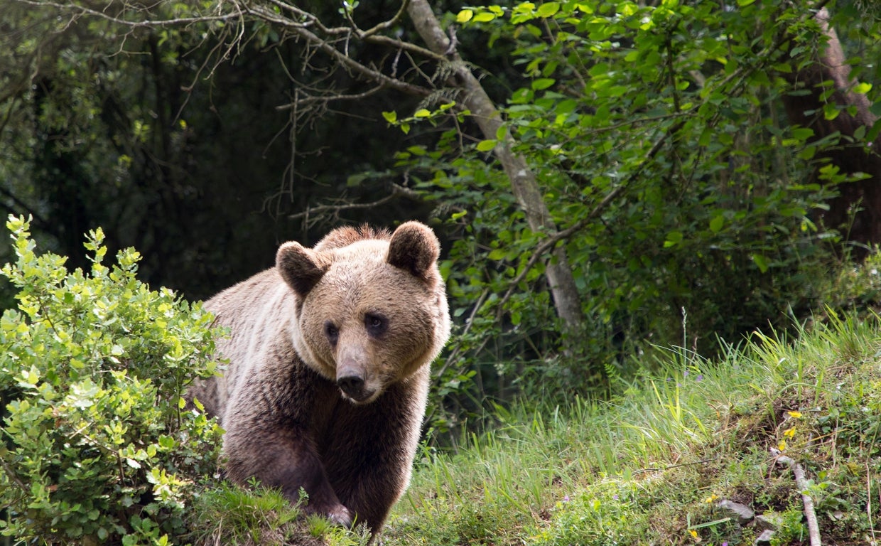 Ejemplar de oso pardo