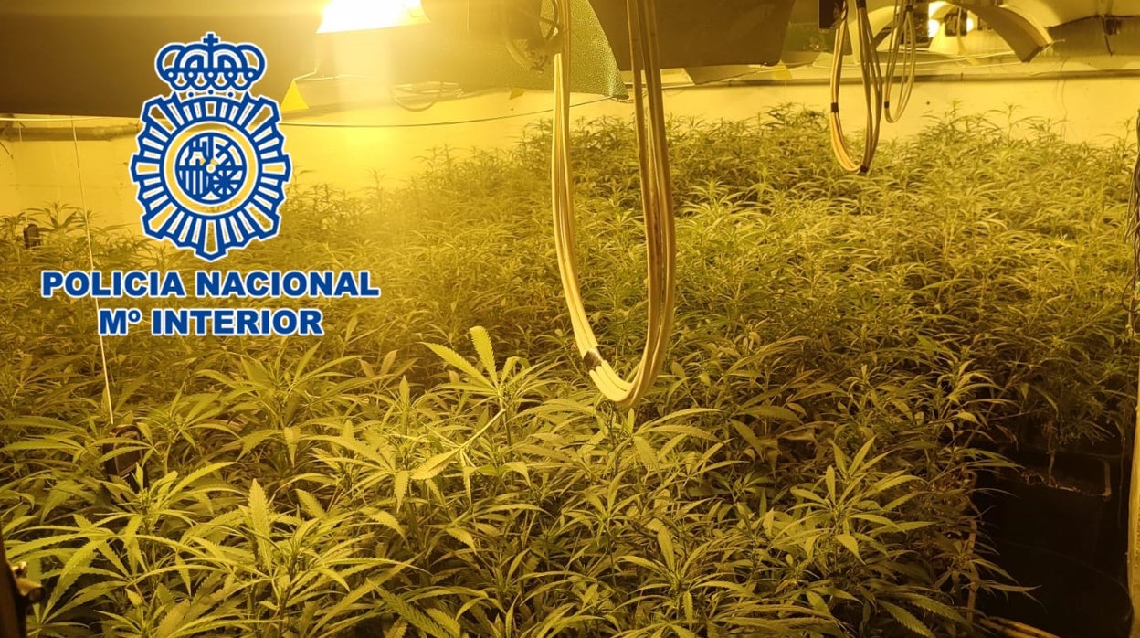 La Policía desmantela en Córdoba una plantación interior de marihuana con 875 plantas