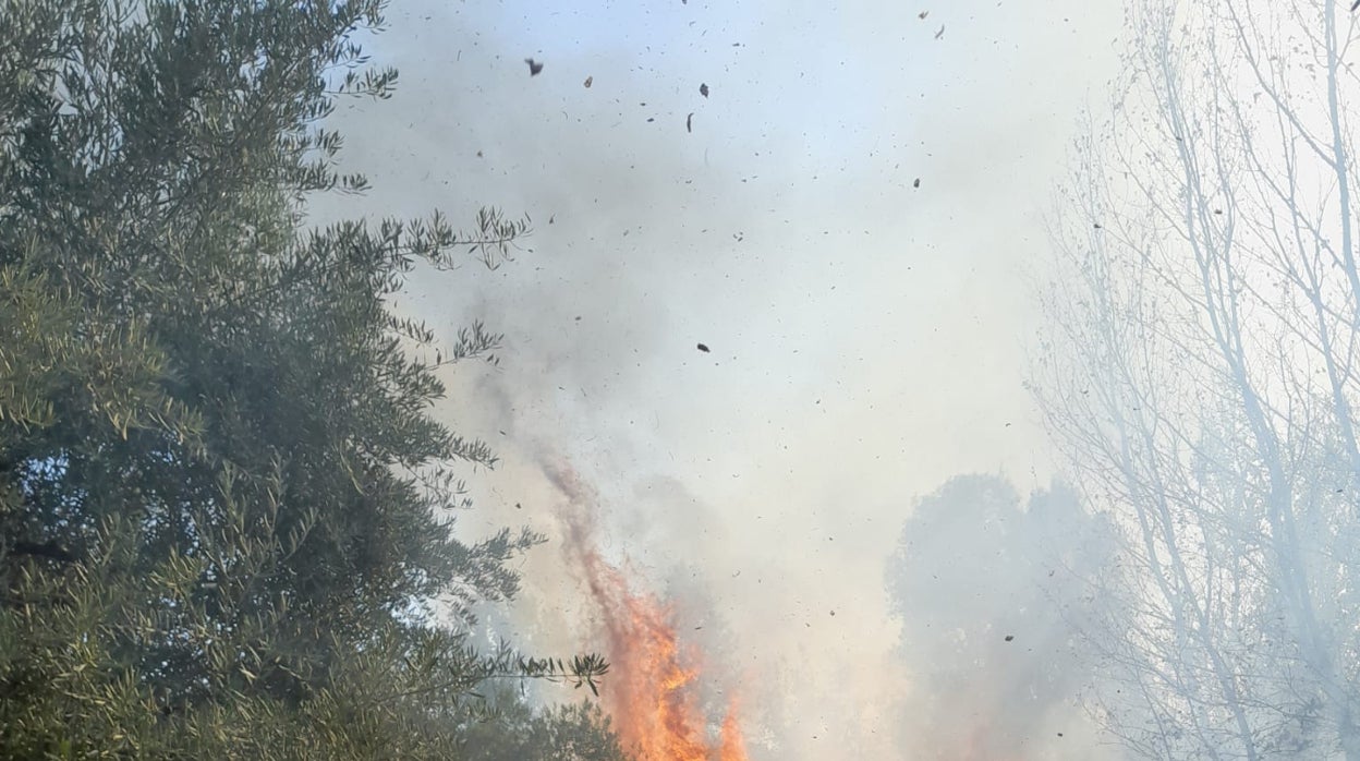 Incendio en Córdoba | Bomberos del Infoca combaten un incendio en un paraje forestal de Cabra