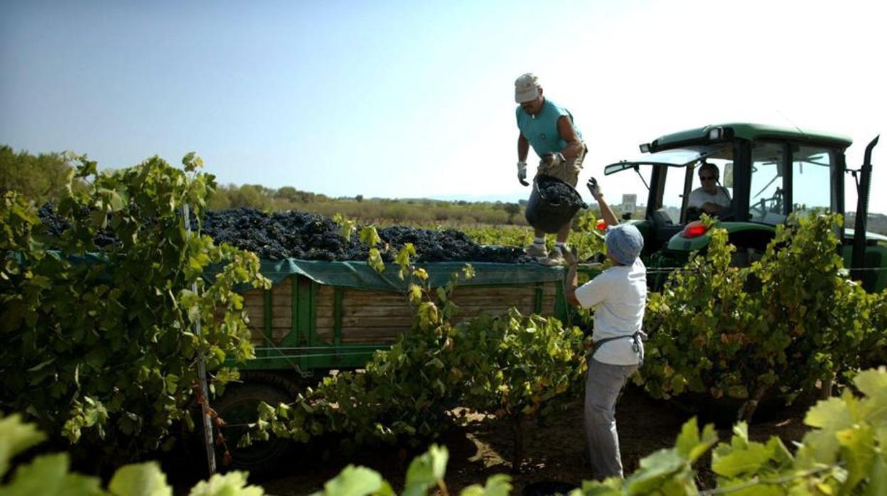 La «bien pagá»: casi 11 euros por hora ganarán los jornaleros andaluces en la vendimia francesa