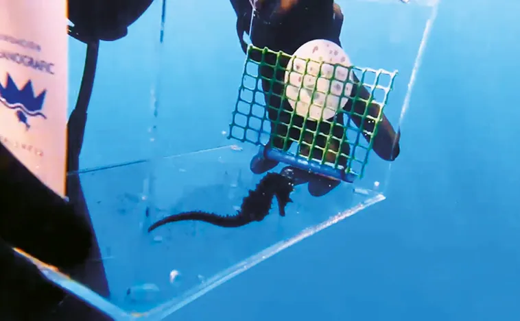Un caballito de mar regresa a las aguas de Calpe tras recuperarse en el hospital marino de la Fundación Oceanogràfic