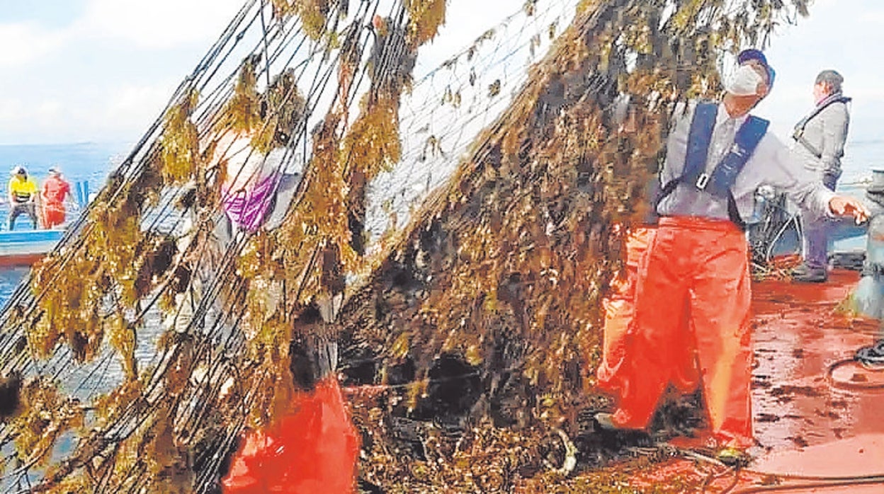 El alga asiática sigue extendiéndose y hunde la pesca artesanal en el Estrecho