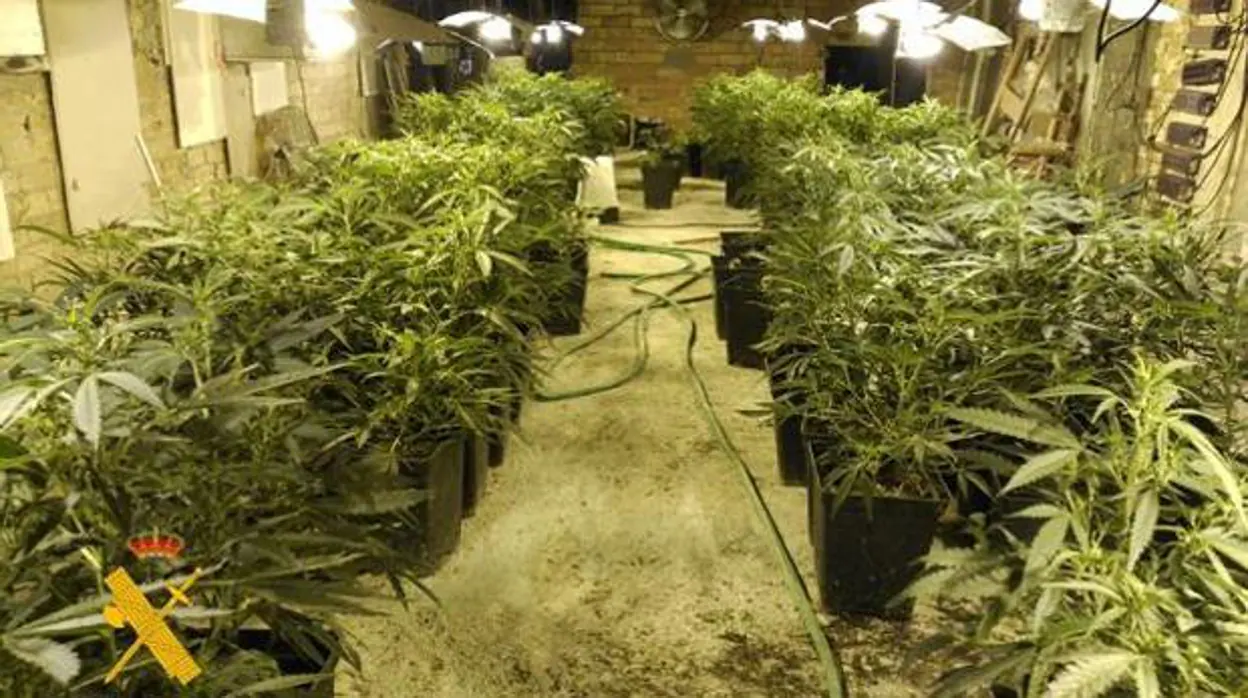 Investigan un cultivo de 3,6 toneladas de cannabis promovido como cáñamo industrial en El Ejido