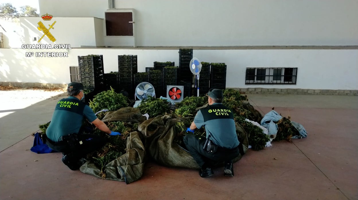 La Guardia Civil cierra la la operación del cultivo de marihuana camuflado en un maizal con otro arresto