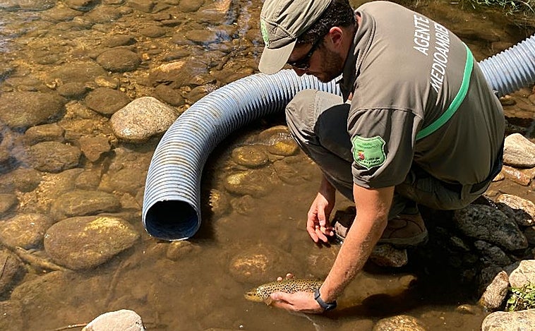 Rescatan peces que agonizaban por falta de agua en el río Cega (Segovia)