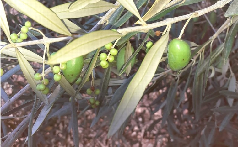 El aceite de oliva por las nubes y no es rentable recoger la cosecha al caer un 90% por la sequía
