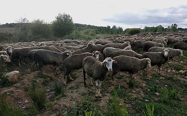Herido tras arrollar con su turismo a un rebaño de ovejas en un pueblo de Valladolid