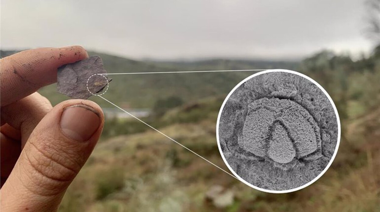Hallan en Cumbres de San Bartolomé una nueva especie de fósil de trilobites