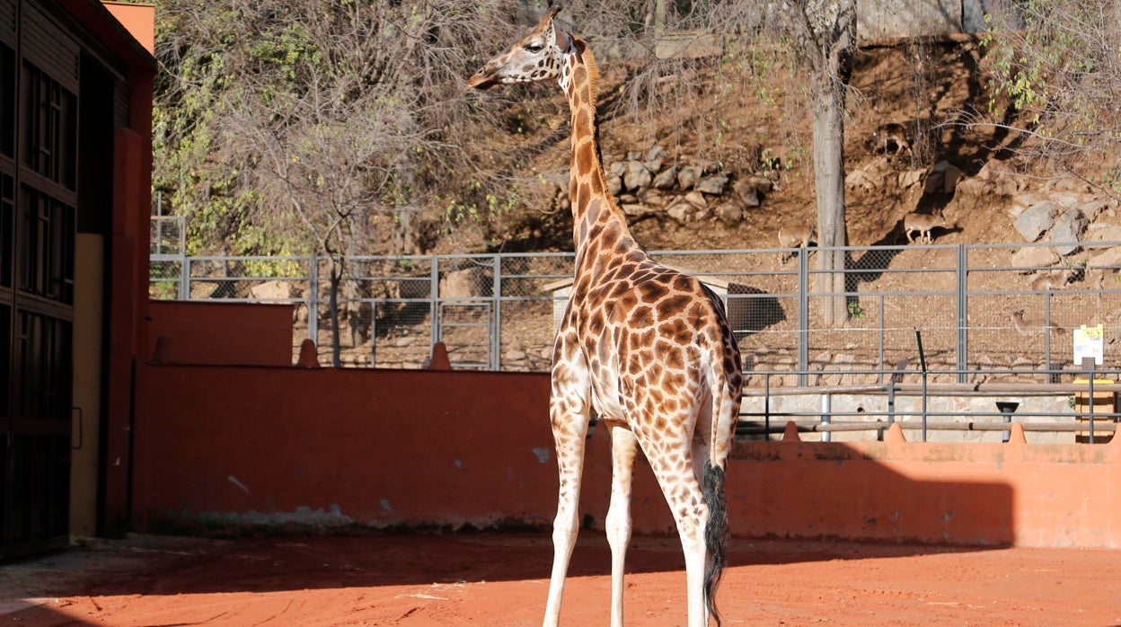 El Zoológico de Córdoba reabrirá el 1 de septiembre tras superar el brote de gripe aviar