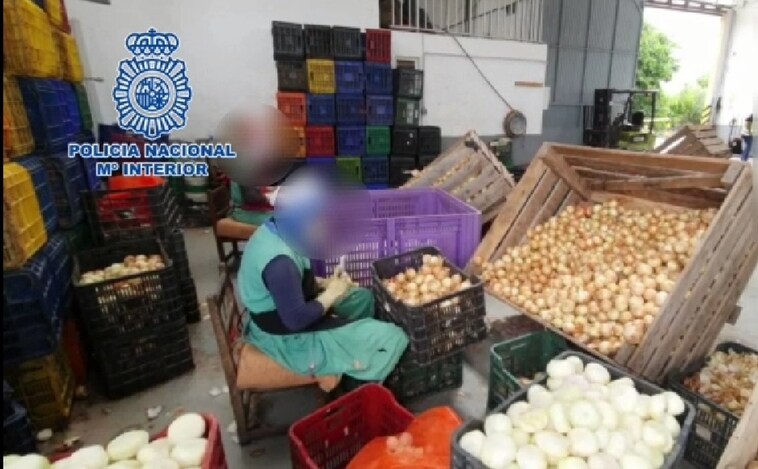 Un empresario pagaba 1,6 euros la hora a inmigrantes por pelar cebollas 16 horas al día