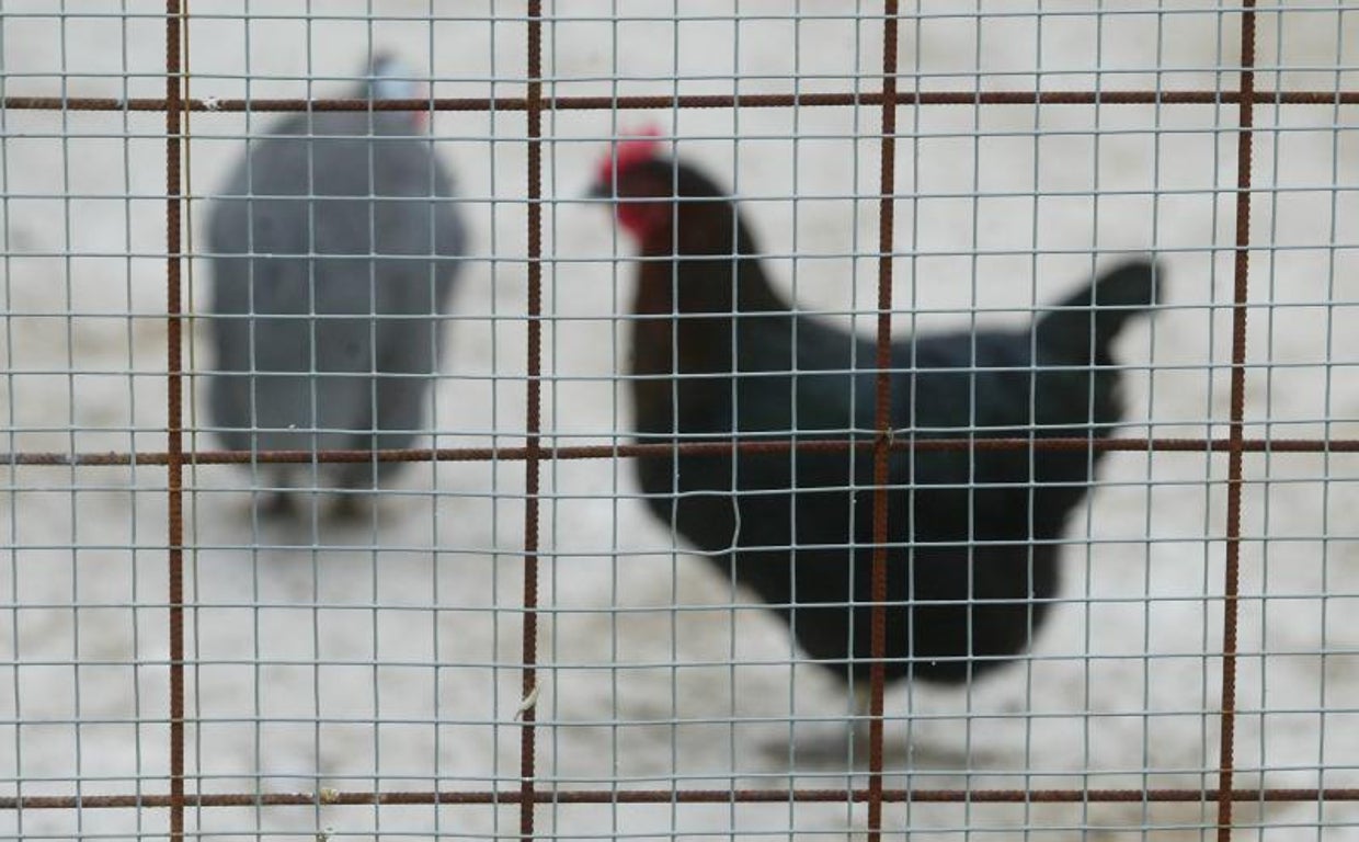 Confirman gripe aviar en una granja de pollos de Aracena