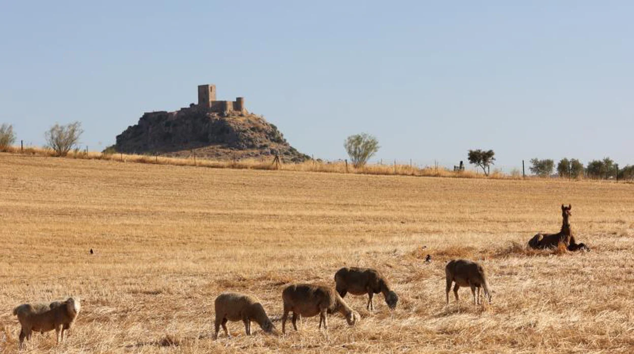 Los ganaderos de Córdoba claman de nuevo contra la sequía y los altos costes