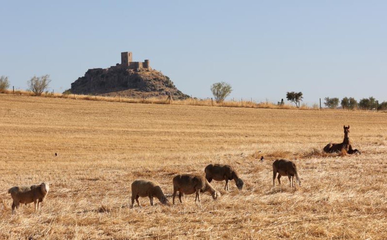 Ovejas pastando en un campo seco en Belmez