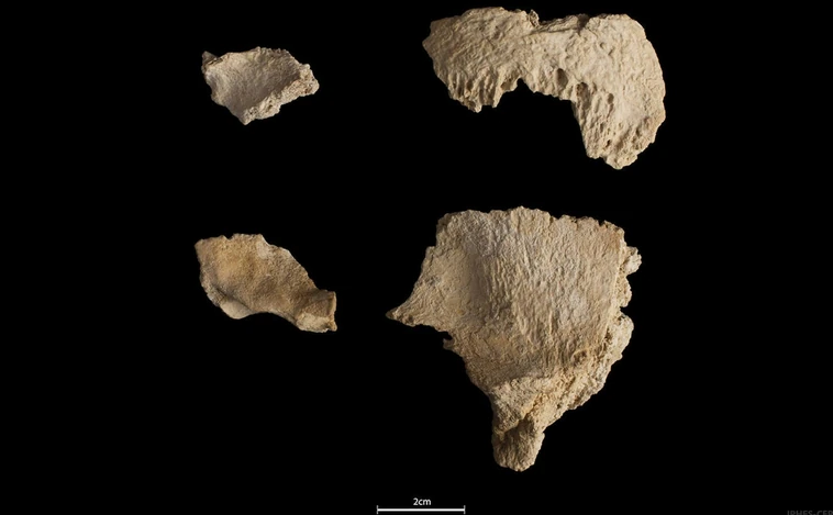 Hallan en Cataluña restos de un cráneo de Neandertal de hace 60.000 años