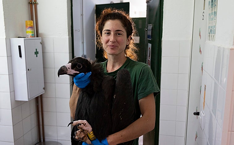 Imagen principal - Dentro del CRAS de Valladolid: Helena, una de las peones especialistas, sostiene una cría de buitre negro. Debajo, un pequeño pájaro insectívoro es alimentado, y unos jilgueros se recuperan
