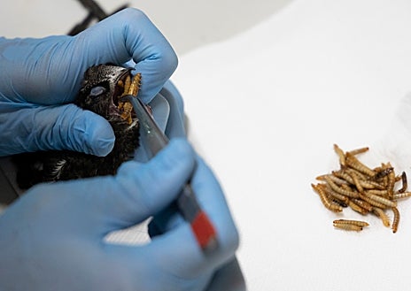 Imagen secundaria 1 - Dentro del CRAS de Valladolid: Helena, una de las peones especialistas, sostiene una cría de buitre negro. Debajo, un pequeño pájaro insectívoro es alimentado, y unos jilgueros se recuperan