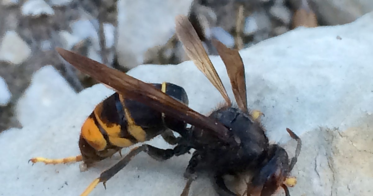 Un ejemplar de avispa asiática