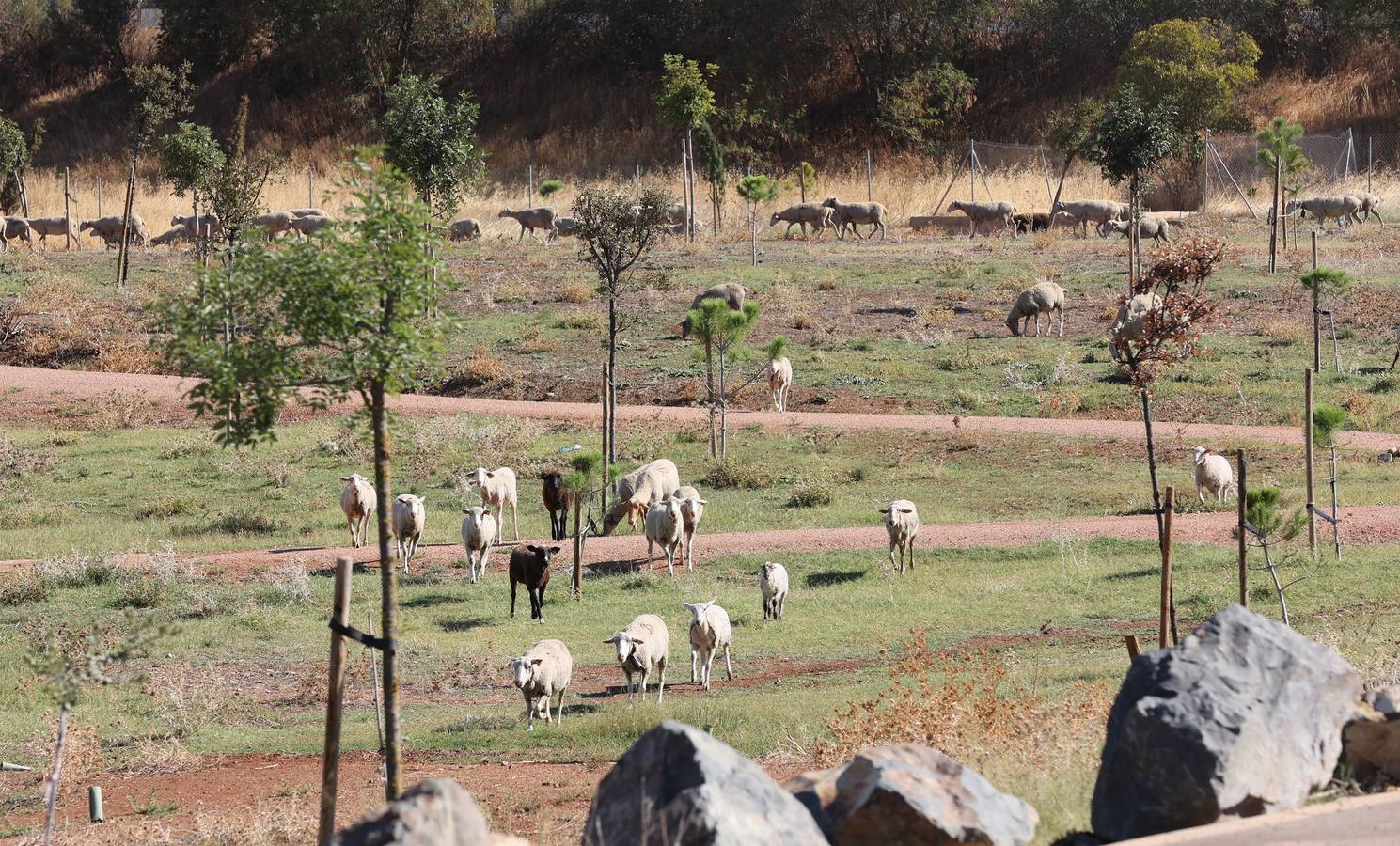 La evolución del nuevo parque de Levante de Córdoba, en imágenes