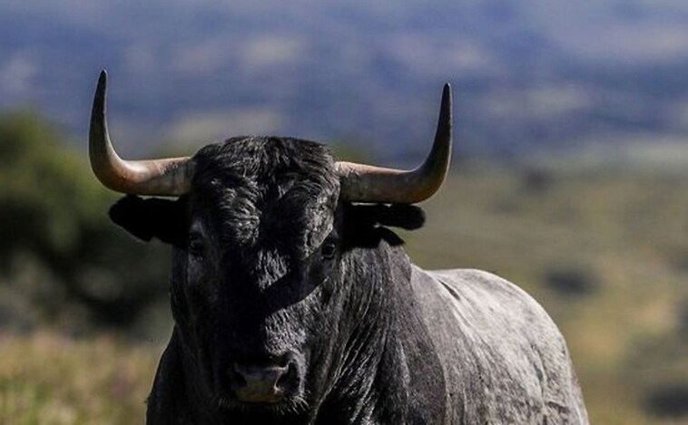 Continúa en busca y captura el toro escapado el Valsaín (Segovia)