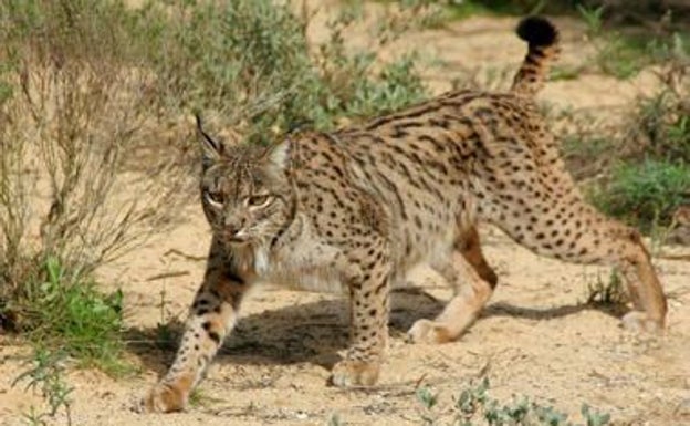 El lince ibérico también está en la lista roja