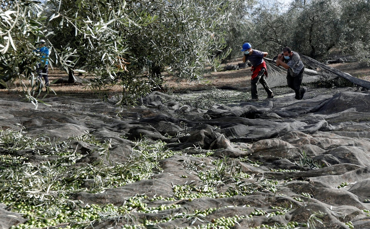 Dos trabajadores recogen la aceituna en Córdoba